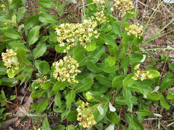 Licania Florida Native Plant Society