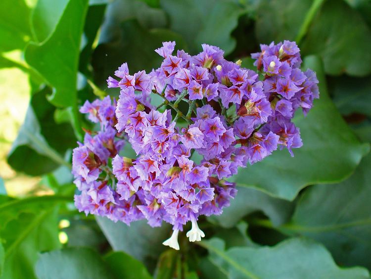 Limonium arborescens 1000 images about Statice Limonium on Pinterest Midnight blue