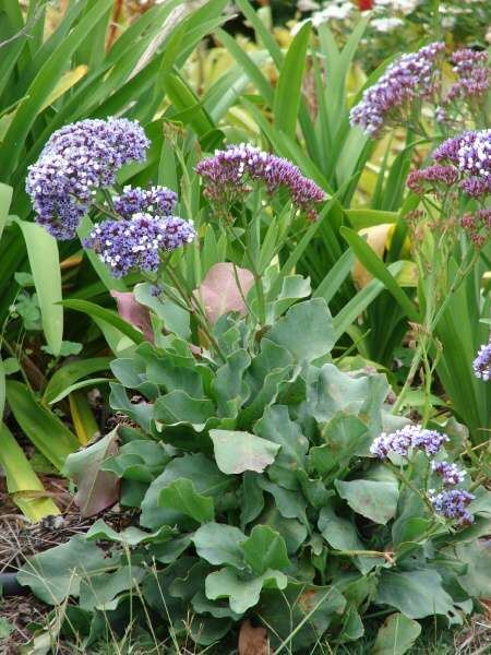 Limonium arborescens Limonium arborescens 1 Photo Gallery 4