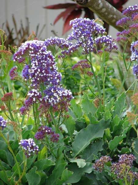Limonium arborescens siempreviva 50850 Spanish common name Limonium arborescens