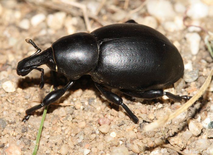 Liparus dirus wwwnaturabohemicaczwpcontentuploads200905l
