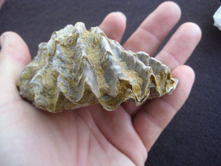Lopha Bivalves