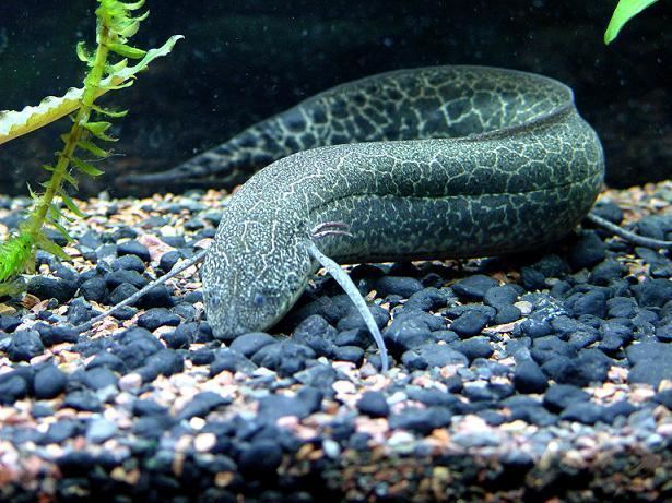 Lungfish Lungfishes PRIMITIVE FISHES