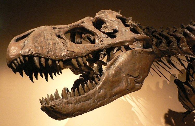 Macrofossil