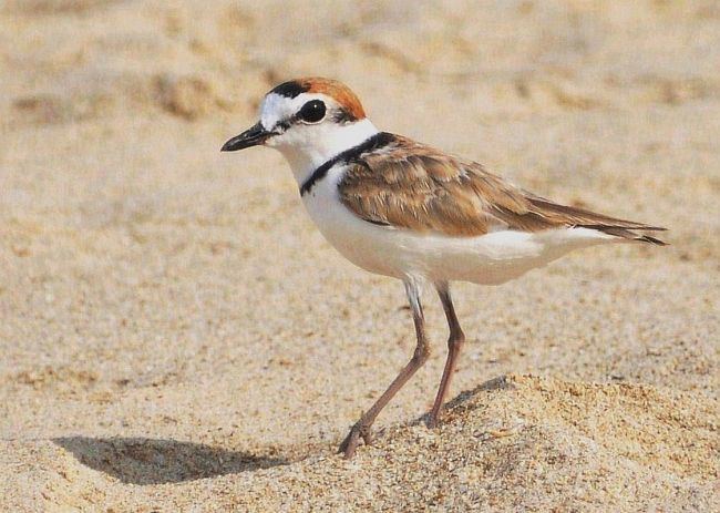 Malaysian plover Oriental Bird Club Image Database Photographers