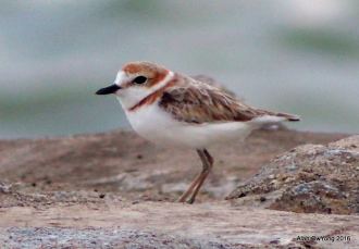 Malaysian plover Malaysian Plover Singapore Bird Group