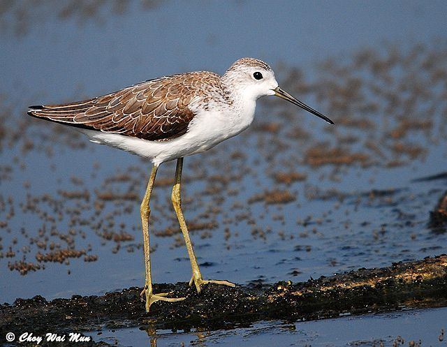 Marsh sandpiper orientalbirdimagesorgimagesdatamarshsandpiper