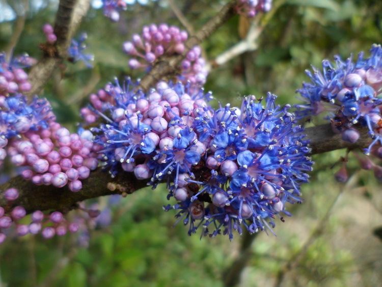Memecylon FileMemecylon flowerJPG Wikimedia Commons