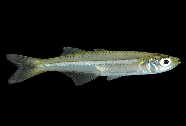 Menidia Shorefishes The Fishes Species