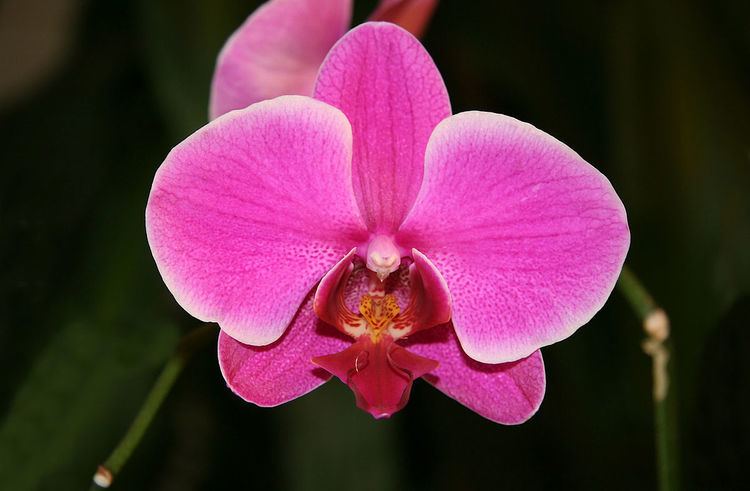 Microspermae
