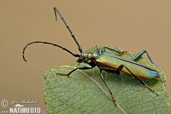 Musk beetle Musk Beetle Pictures Musk Beetle Images NaturePhoto
