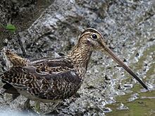 Noble snipe httpsuploadwikimediaorgwikipediacommonsthu