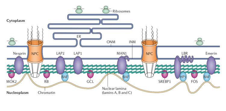 Nuclear lamina