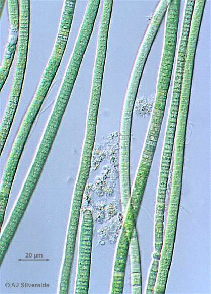 Oscillatoria Oscillatoria images of British biodiversity