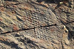 Paleodictyon Paleodictyon Wikipedia