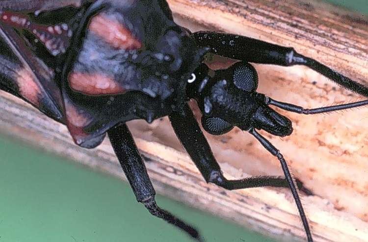 Panstrongylus Panstrongylus