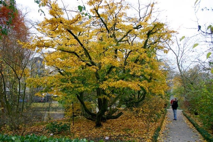 Parrotia Parrotia persica at Digging Dog Nursery Persian Ironwood