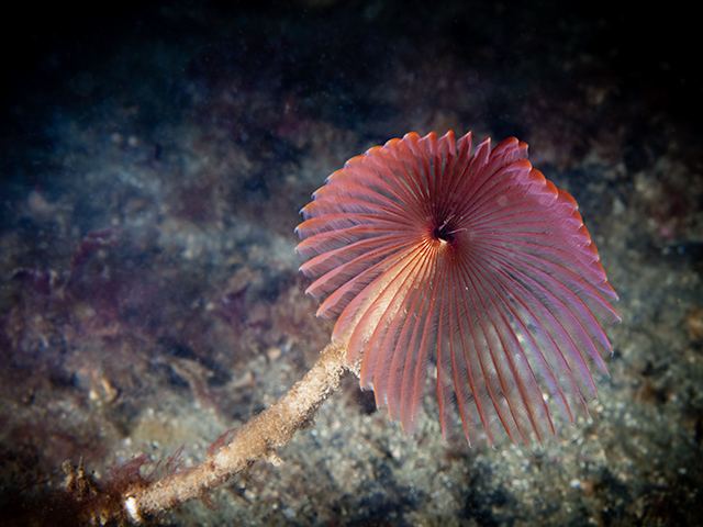 Peacock worm Peacock Worm Sabella pavonina