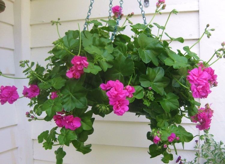 Pelargonium peltatum The Perpetual Life of Pelargonium peltatum the IvyLeaved Geranium