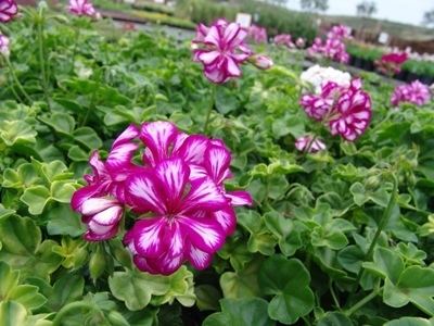 Pelargonium peltatum PELARGONIUM peltatum Evergreen Nursery