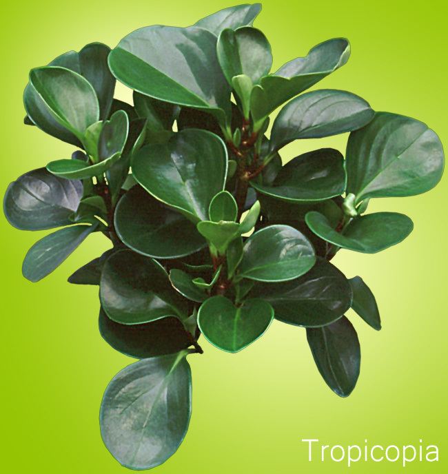 Peperomia How to Grow Peperomia Plants Care Houseplant 411 How to