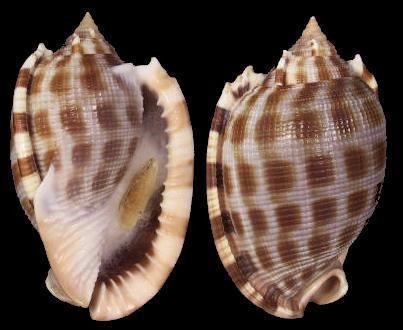 Phalium Phalium decussatum