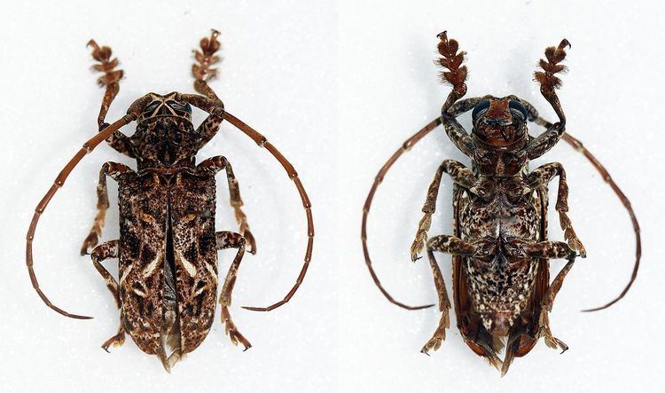 Phrynetopsis