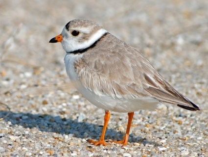 Piping plover Piping Plover Identification All About Birds Cornell Lab of