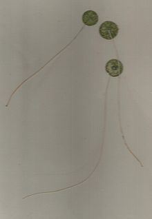 Polyphysaceae httpsuploadwikimediaorgwikipediacommonsthu