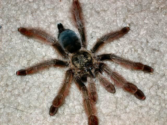 Psalmopoeus Genus Psalmopoeus Arachnoboards