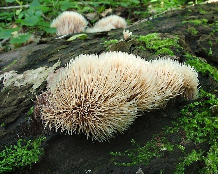 Pterula 