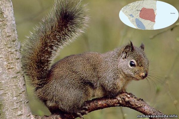 Richmond's squirrel wwwplanetmammiferesorgPhotosRongeurSciuromo