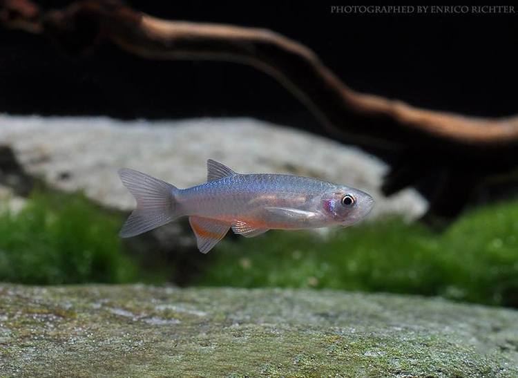 Rose danio wwwseriouslyfishcomwpcontentuploads201408D