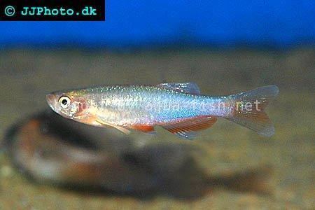 Rose danio Rose danio Danio roseus