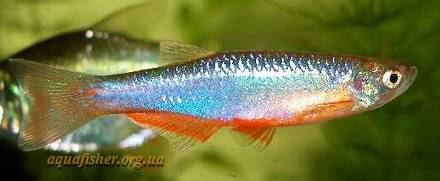 Rose danio Danio4