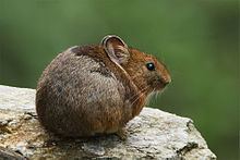 Royle's pika httpsuploadwikimediaorgwikipediacommonsthu