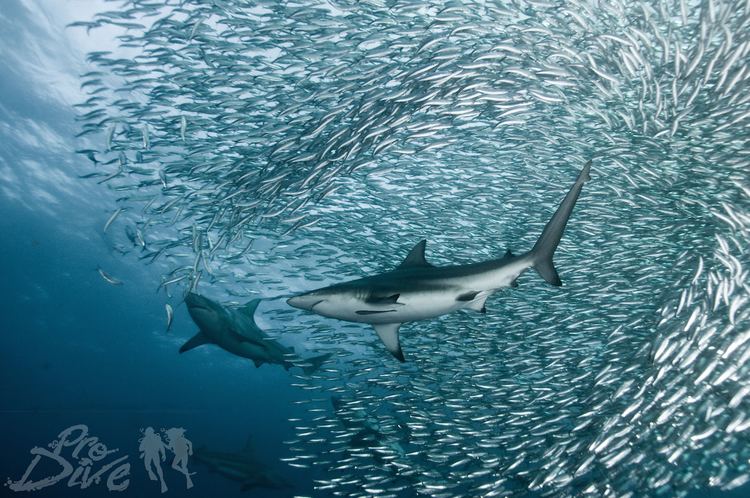 Sardine run ber0002131sharksinbaitballjpg