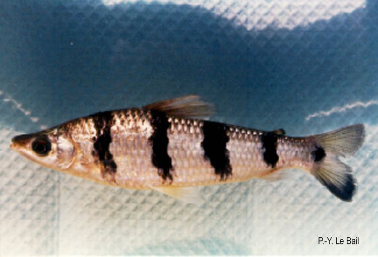 Schizodon Schizodon fasciatus Spix amp Agassiz 1829 Overview