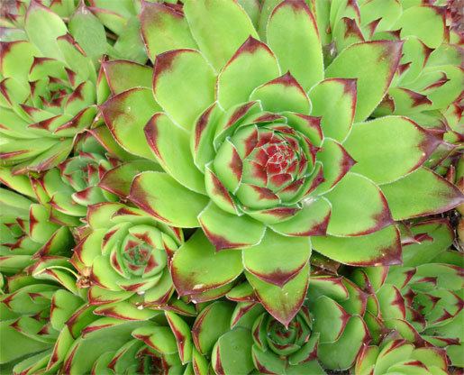 Sempervivum tectorum Landscape service SEMPERVIVUM tectorum houseleek