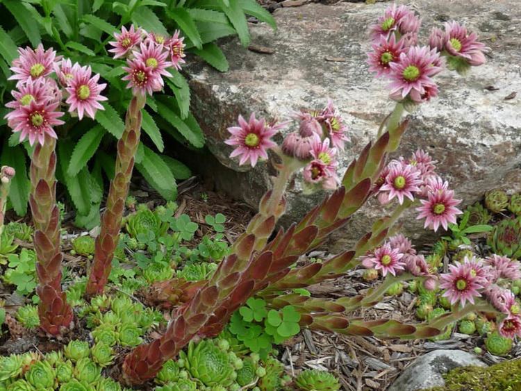 Sempervivum tectorum Sempervivum tectorum Common Houseleek World of Flowering Plants