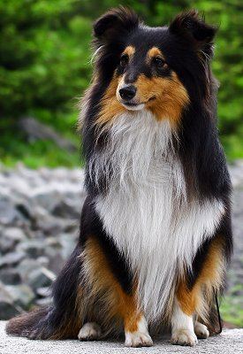 Shetland Sheepdog Shetland Sheepdogs What39s Good and Bad About Shelties