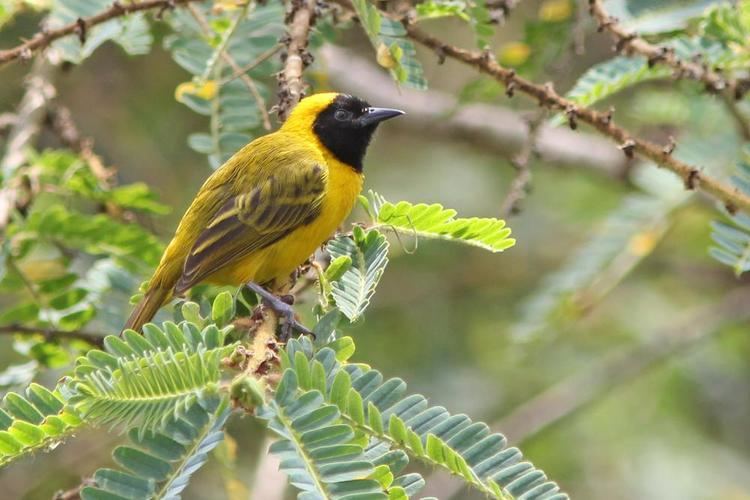 Slender-billed weaver wwwhbwcomsitesdefaultfilesstylesibc1kpubl