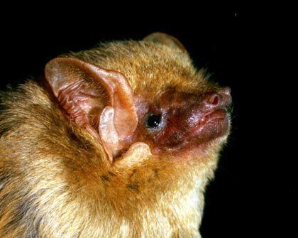 Southern yellow bat Northern yellow bat southern yellow bat Bats in Schools