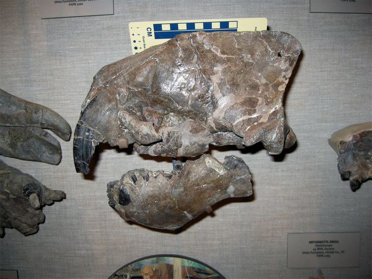 Stylinodon Stylinodon spp