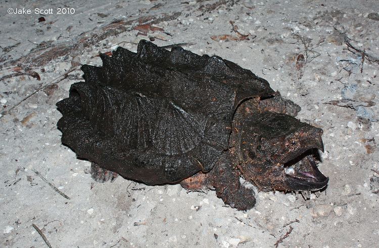 Suwannee snapping turtle httpsc1staticflickrcom5414750664548615cd8
