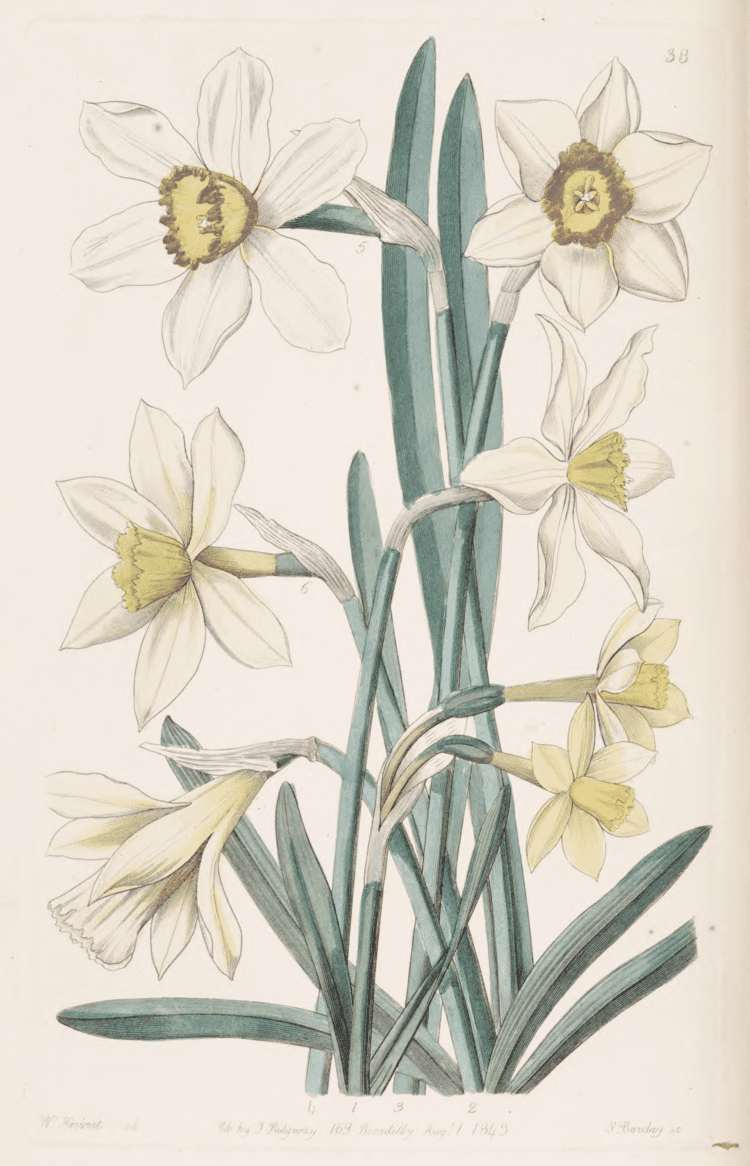 Sydenham Edwards Sydenham Edwards Botanical Register Graphicine