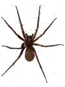 Tengellidae RecluseLineup2