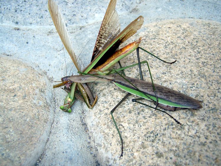 Tenodera FileMantis Tenodera aridifolia02jpg Wikimedia Commons