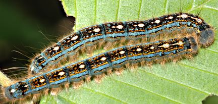 Tent caterpillar Forest Tent Caterpillar