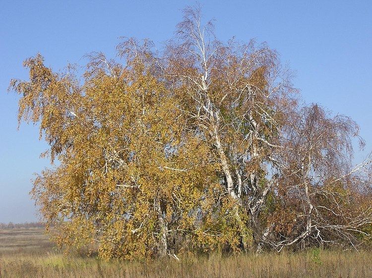 Thicket